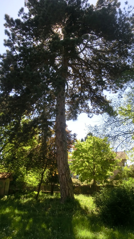 Schwarzkiefer-Stadtpark1