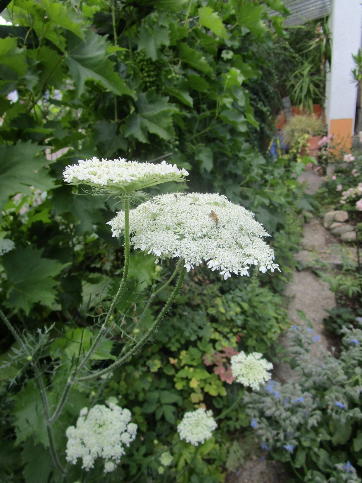 Garten Juli 2017 (6)