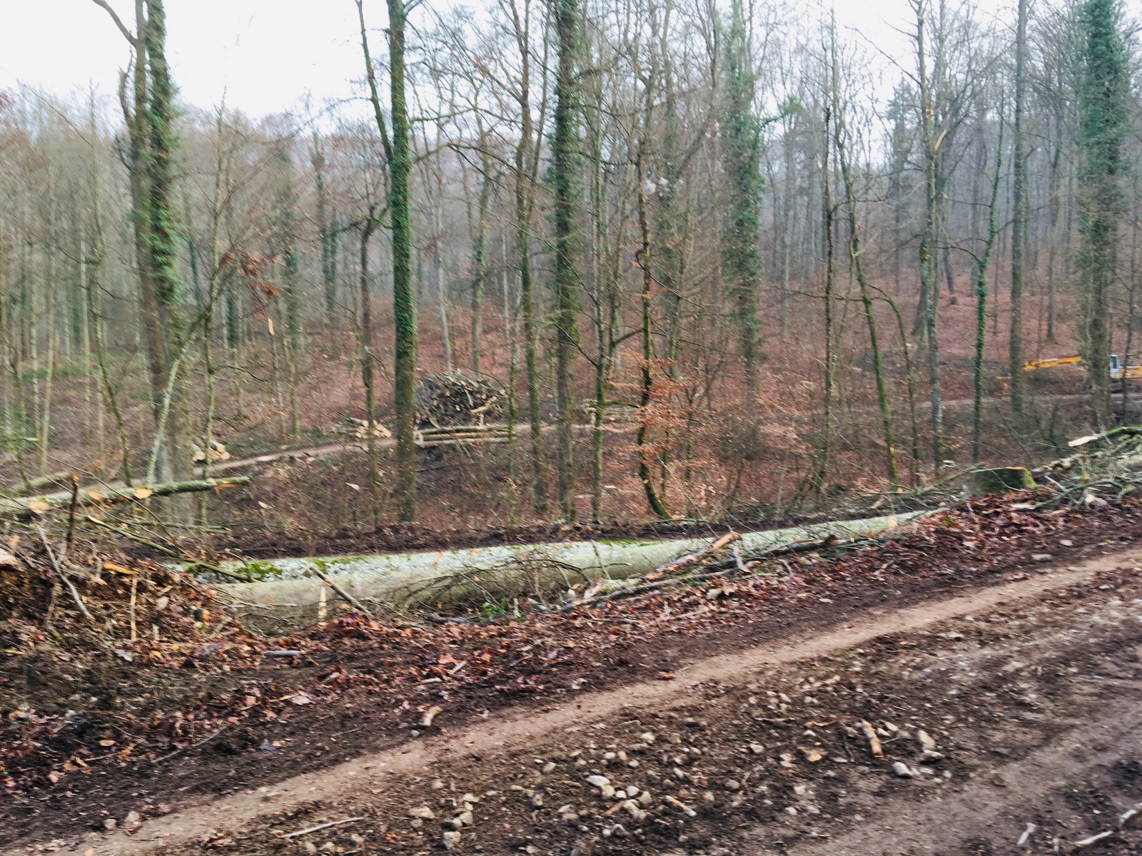 Eselweg 20. Jan. 2019 (10)