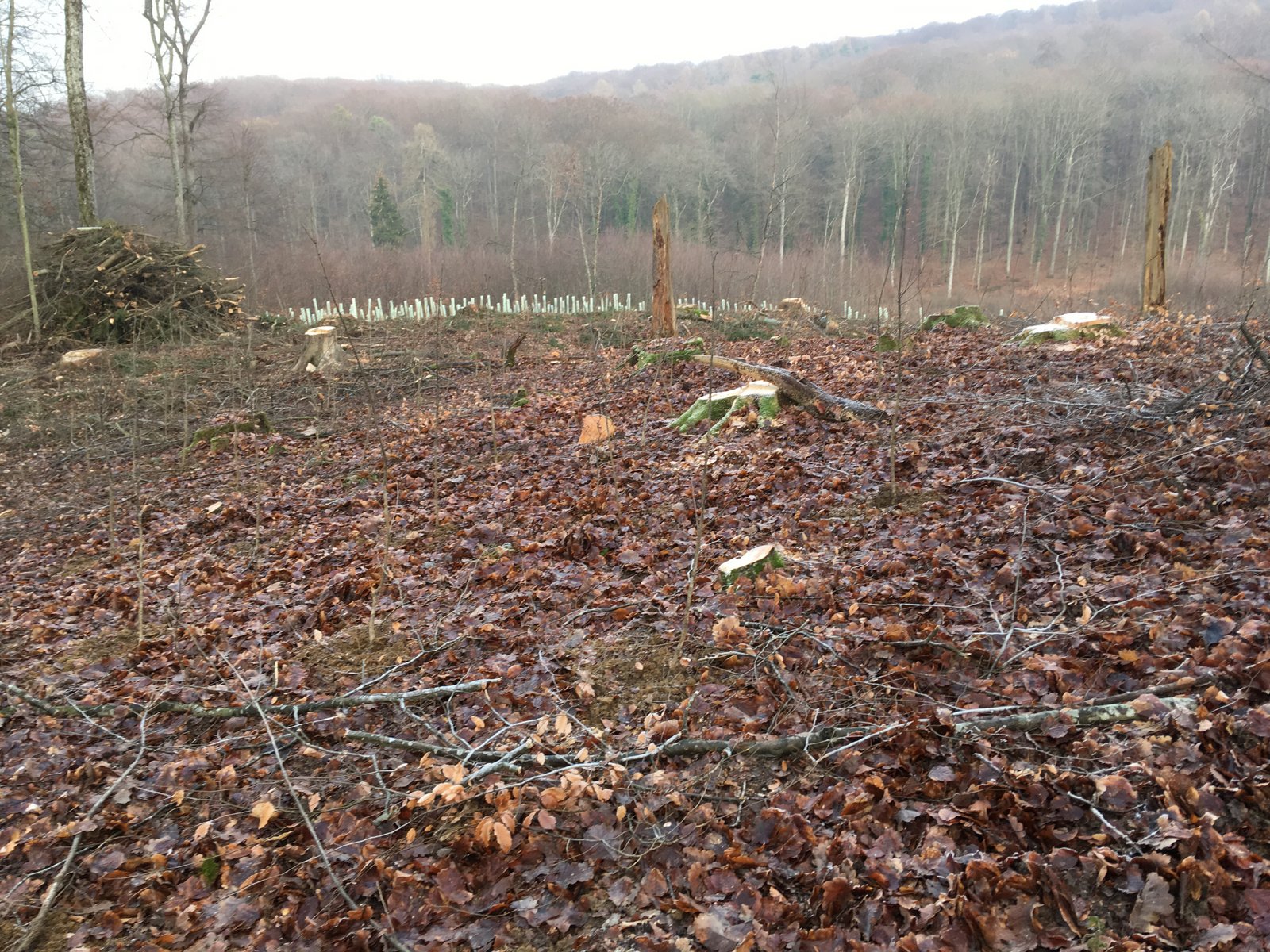 Sonnenbückleweg 20. Jan. 2019 (11)