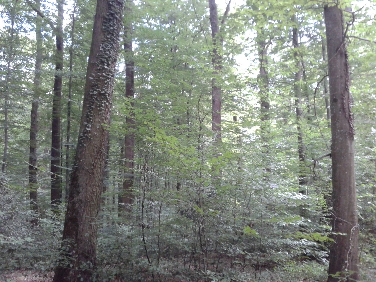 Hoyertännle-Siebeneichen Aug.2013  (1)