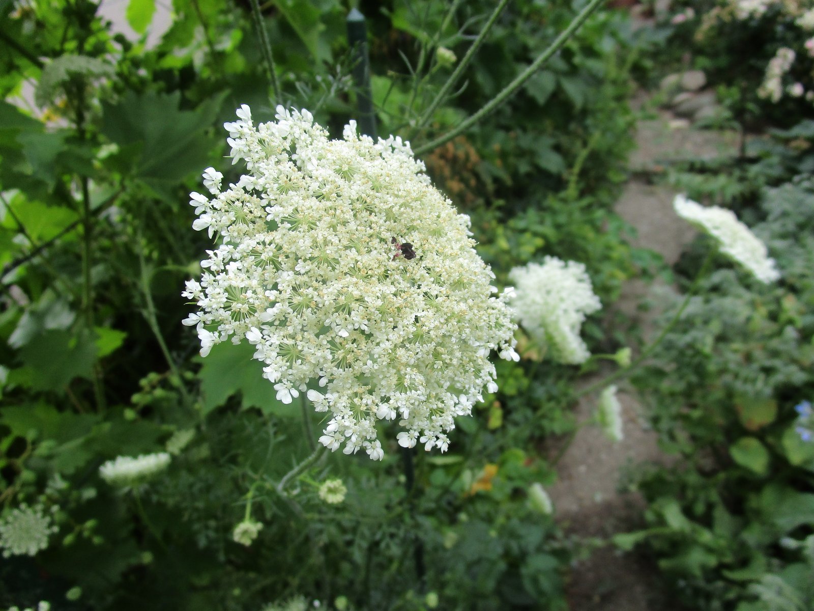 Garten Juli 2017 (11)