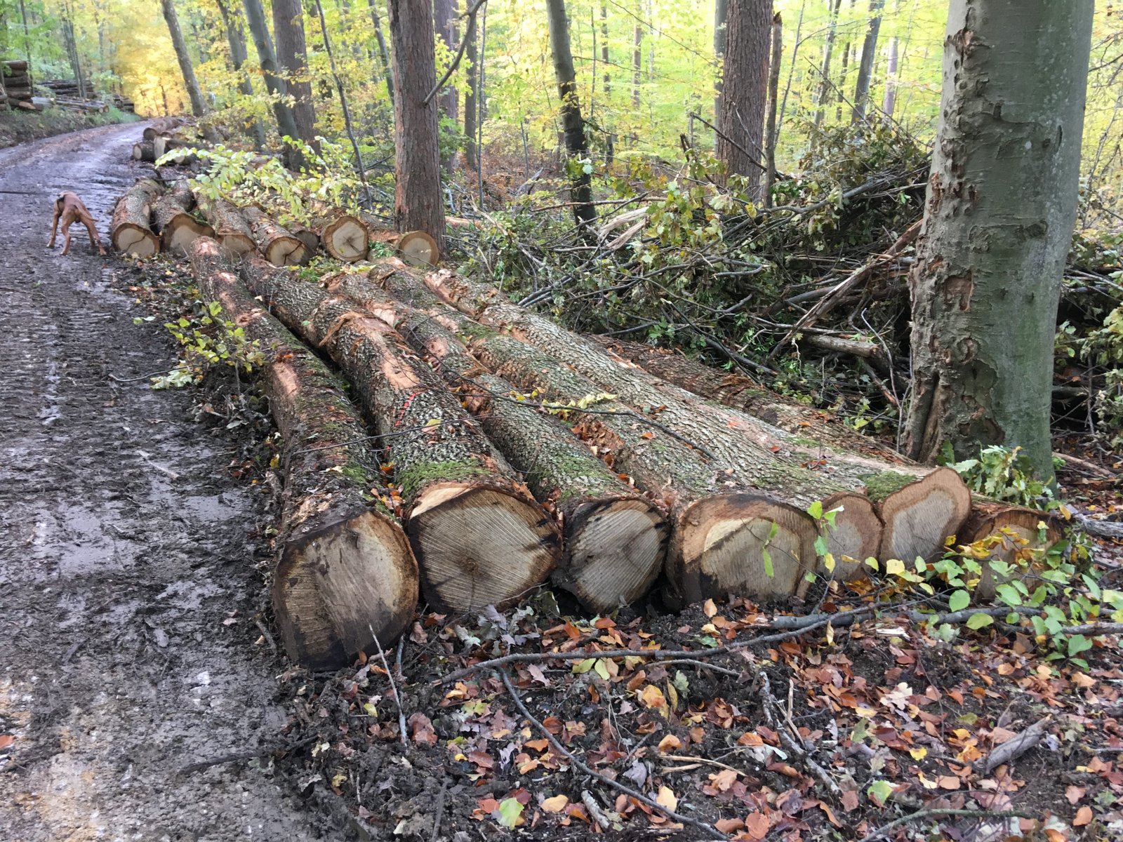 Durchforstung Britz. Eichwald - Schwarze 9. Nov. 2019  (19)
