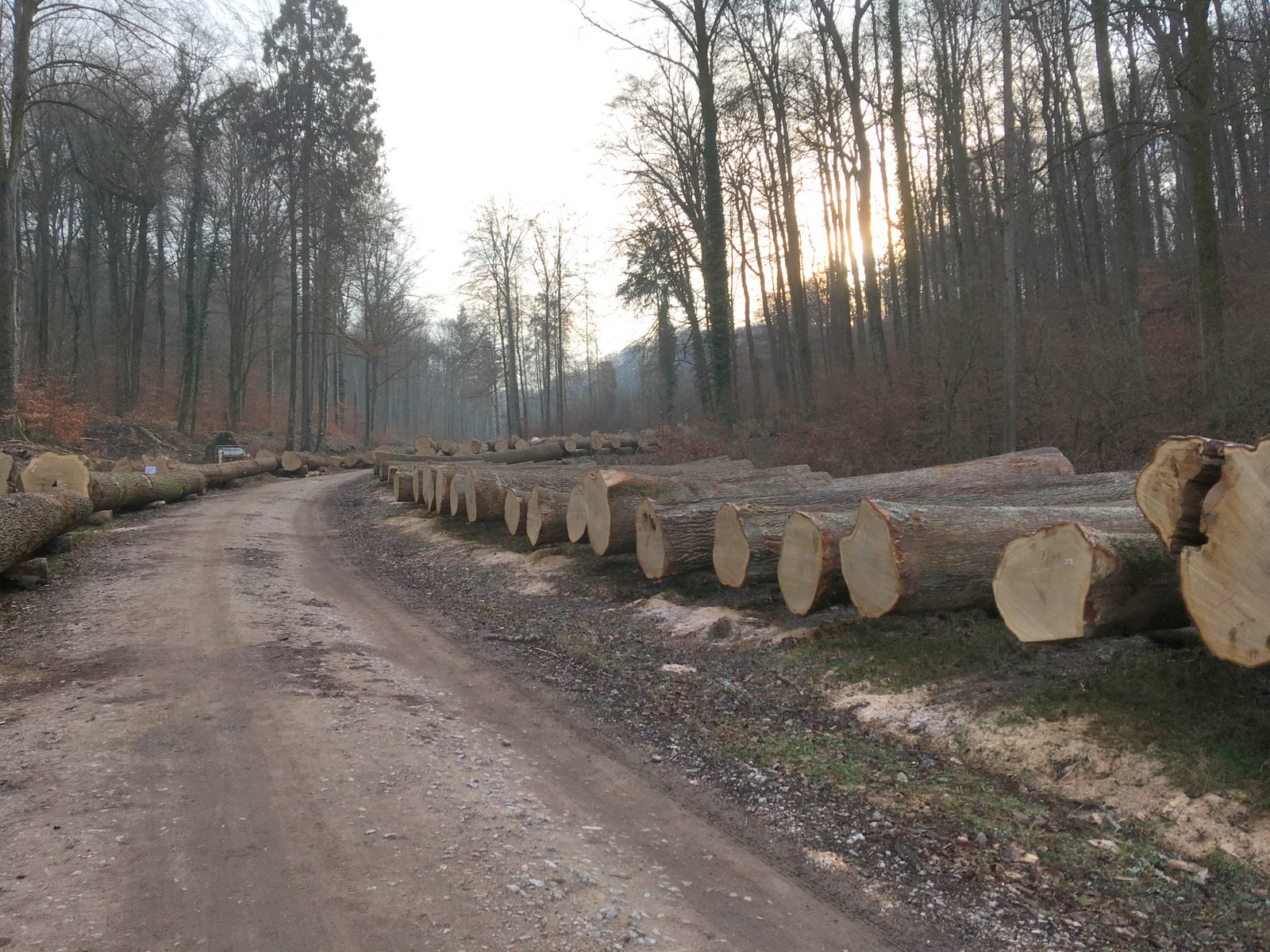 Eichen 20. Jan 2019 (9)